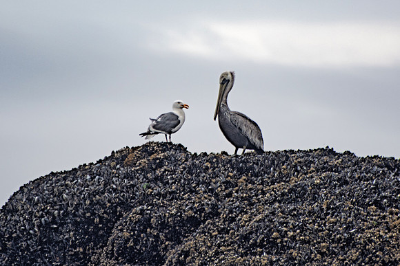 Gull and Pelican