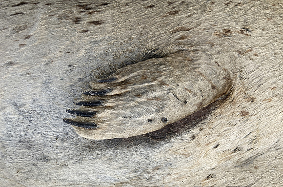 Seal Flipper