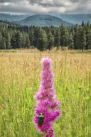 Spirea at Vesper Meadow