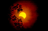 Partial Eclipse