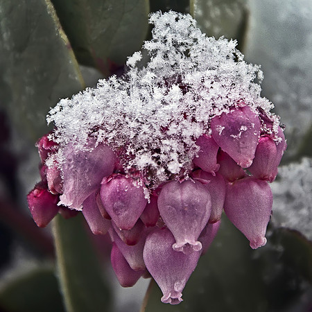 Ice on Manzanita Flowers