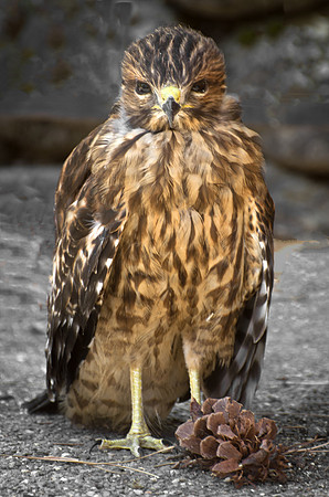 Young Red-Shouldered Hawk on Ground