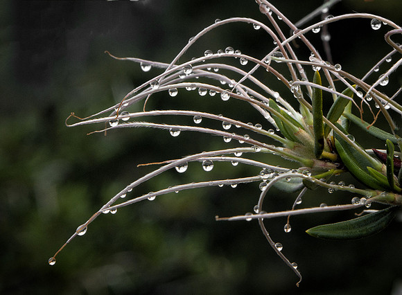 Raindrops on Mountain Mahogany