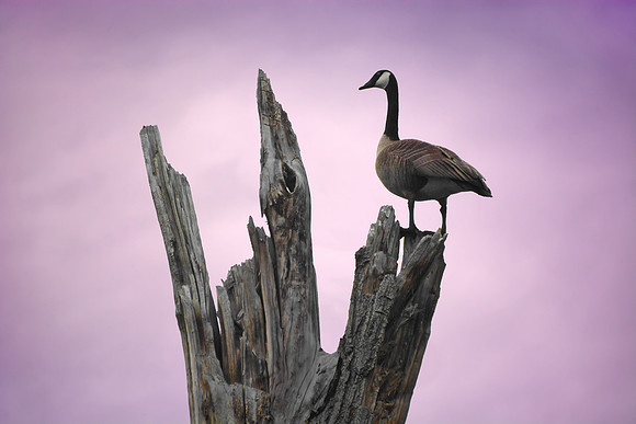 All Along the Watchtower