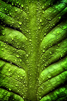 Wild Skunk Cabbage After Rainy Night