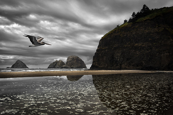 Pelican Over Beach