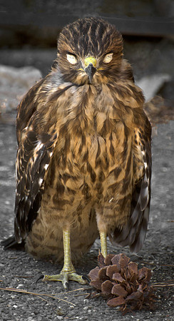 Red-Shouldered Hawk with Eyelids Closed