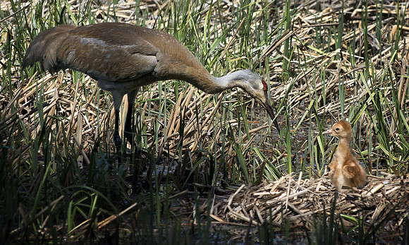 Sandhill Crane Guarding Nest