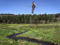Sandhill Crane Over a Stream