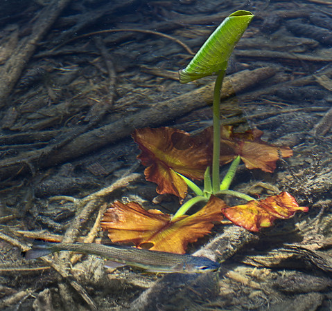 Trout Passing Yellow Pond Lily