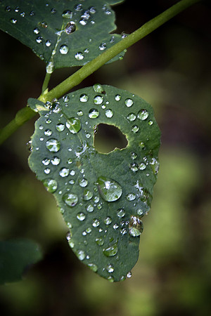 Snowberry Leaf