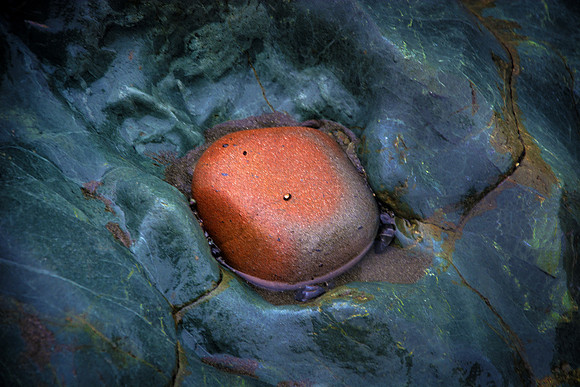 Tidepool Colors
